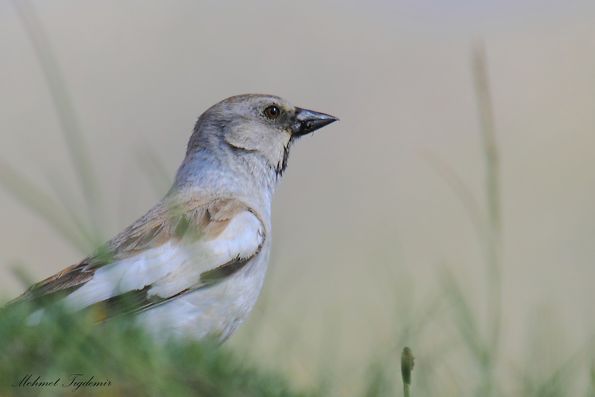 White-winged Snowfinch