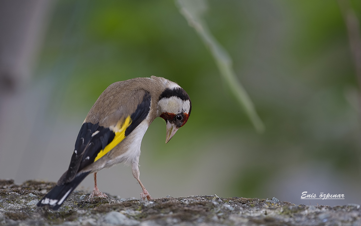 European Goldfinch