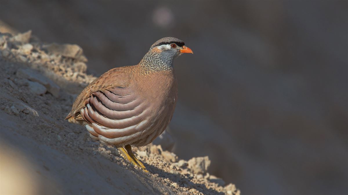 See-see Partridge