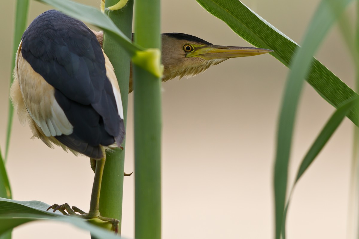 Little Bittern