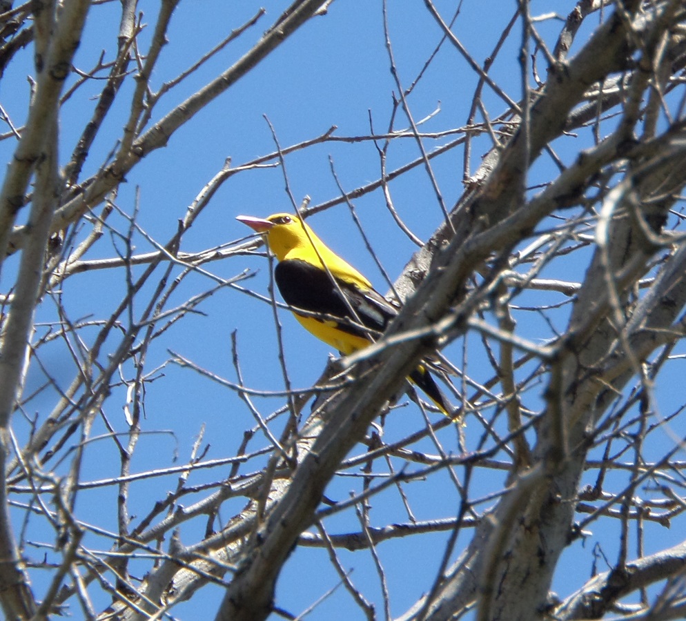 Eurasian Golden Oriole