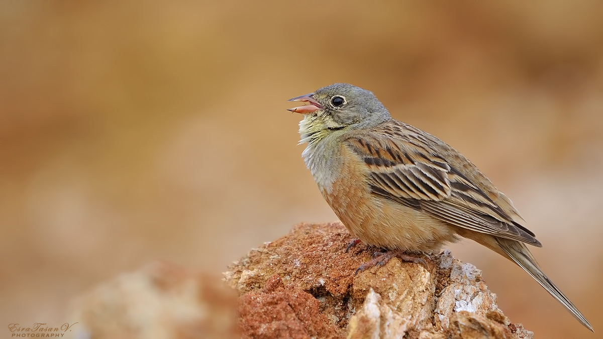 Ortolan Bunting