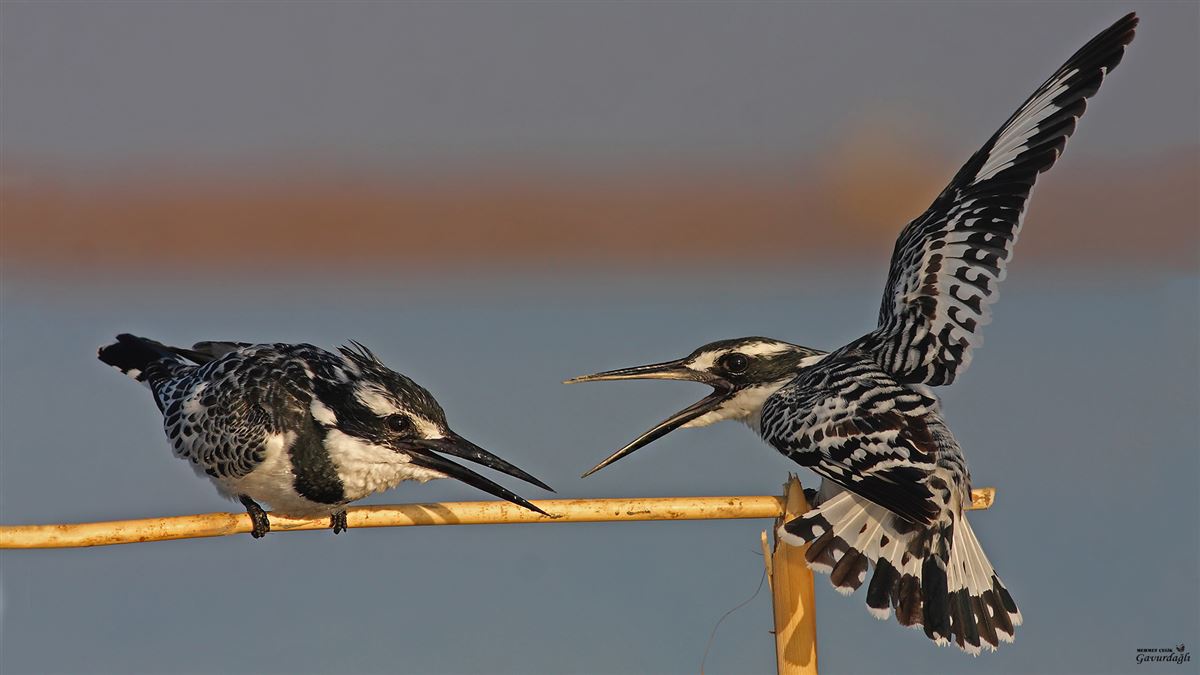 Pied Kingfisher