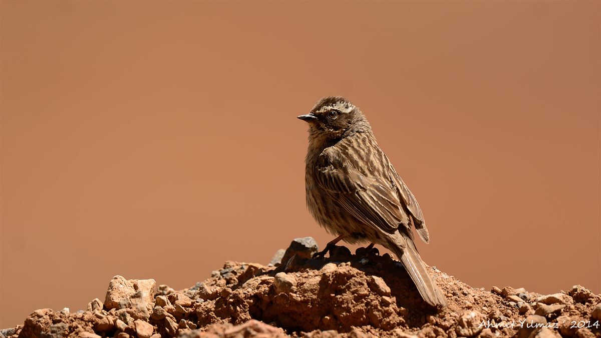 Radde`s Accentor