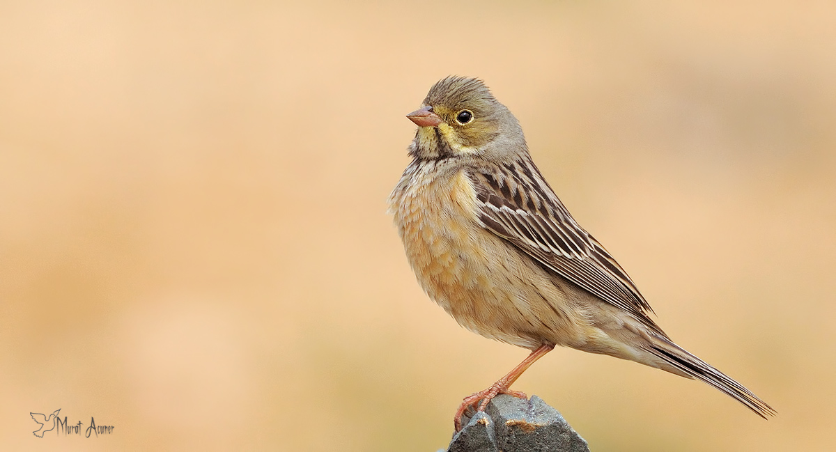 Ortolan Bunting