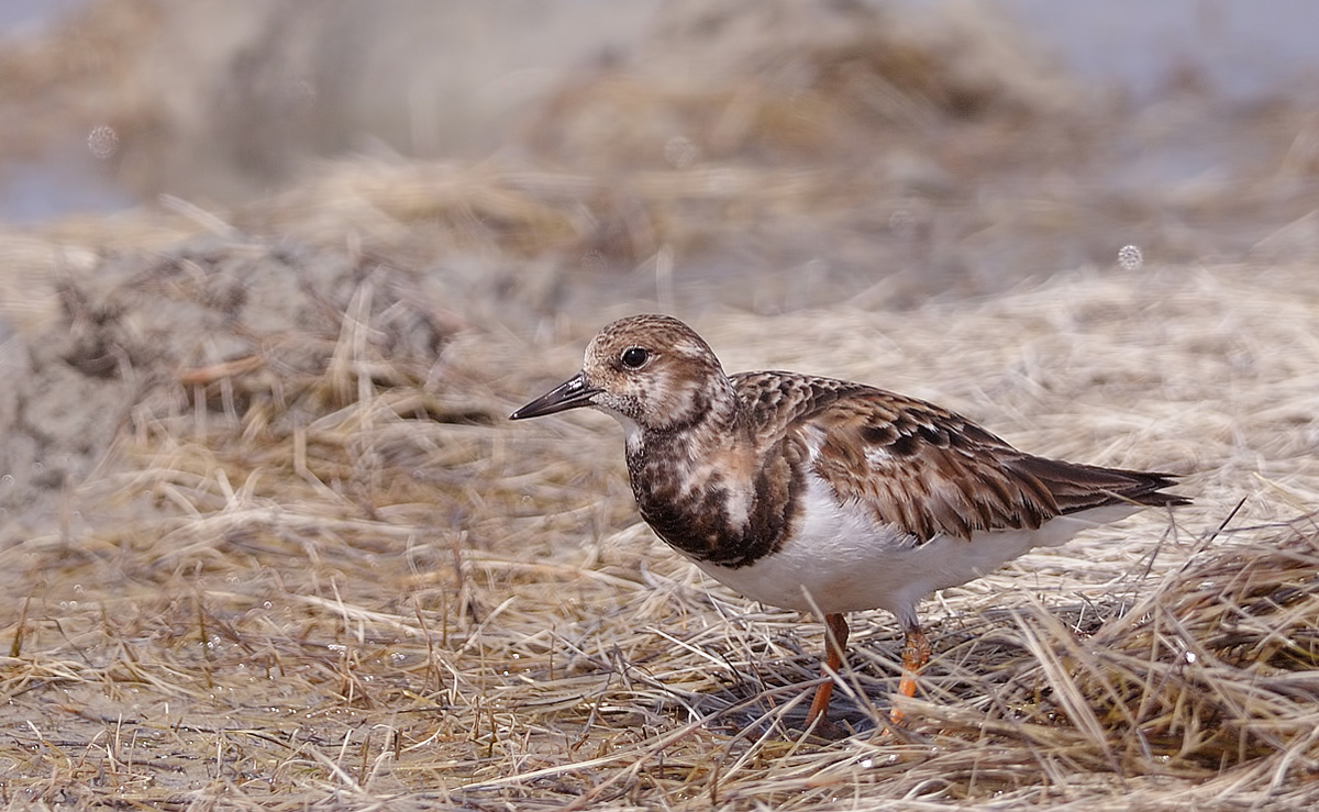Ruddy Turnstone
