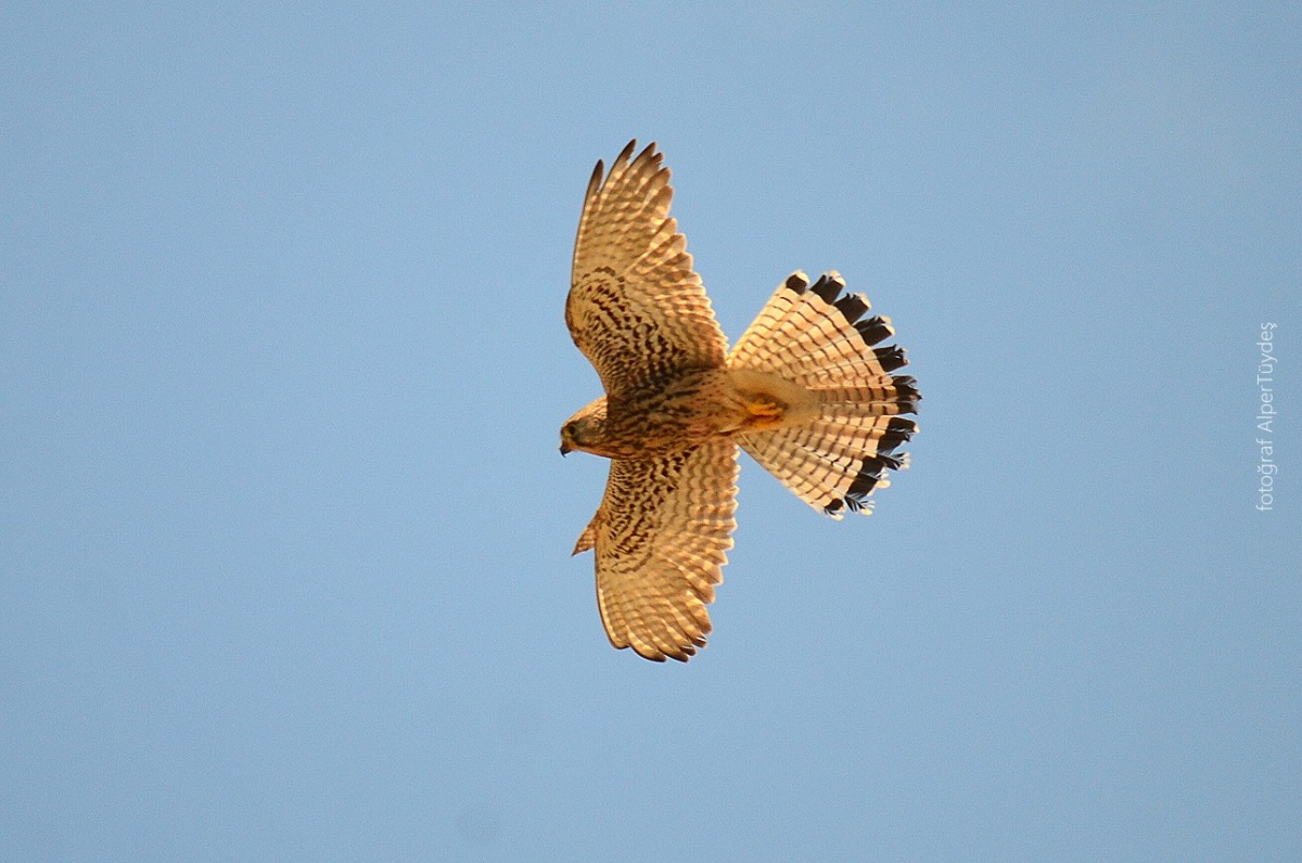 Common Kestrel