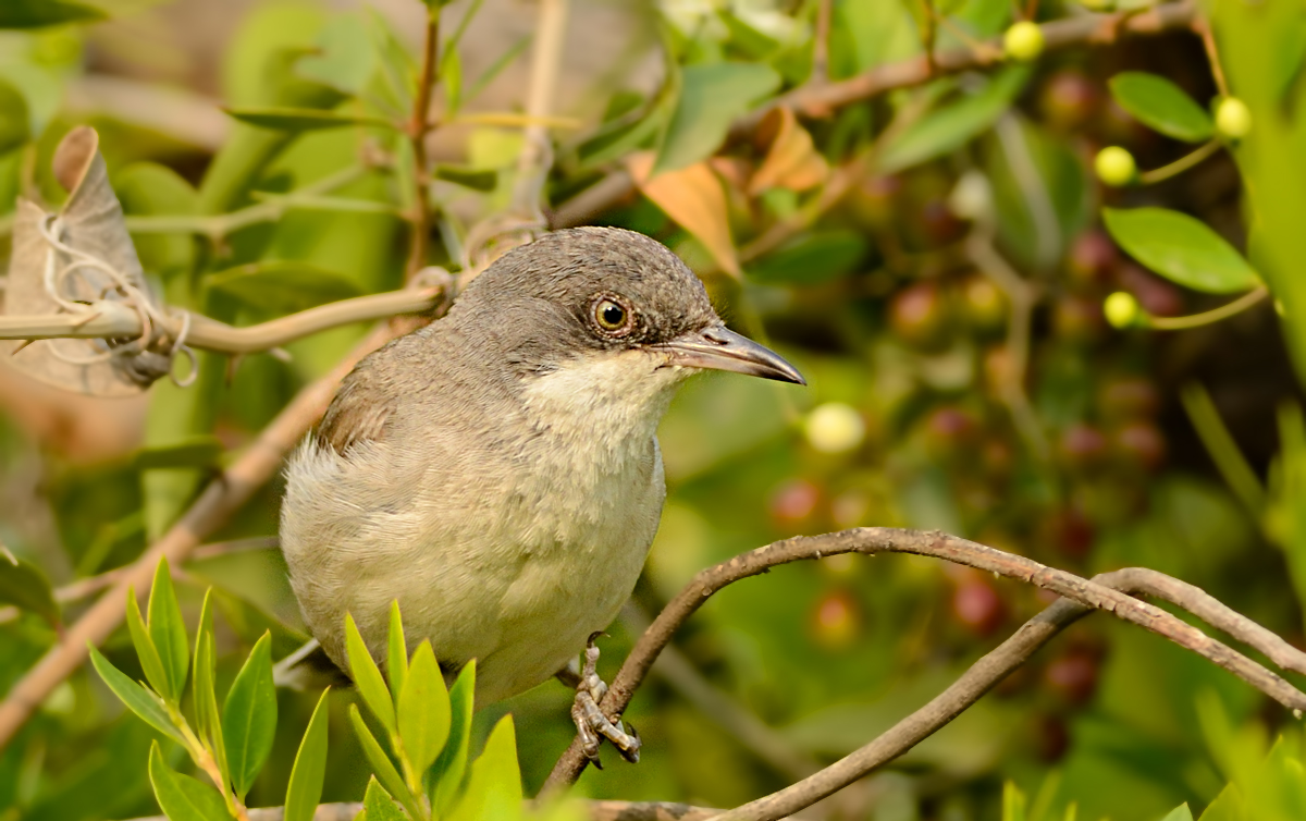 Eastern Orphean Warbler