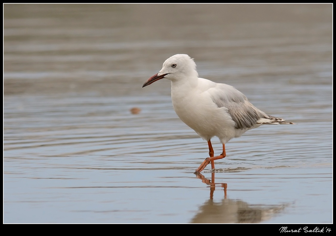 Slender-billed Gull