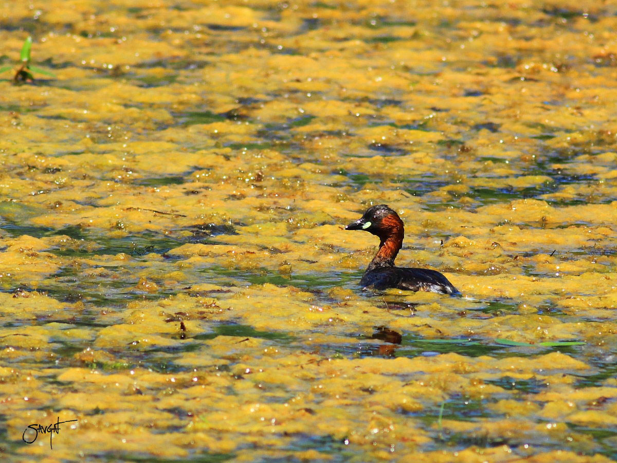 Little Grebe
