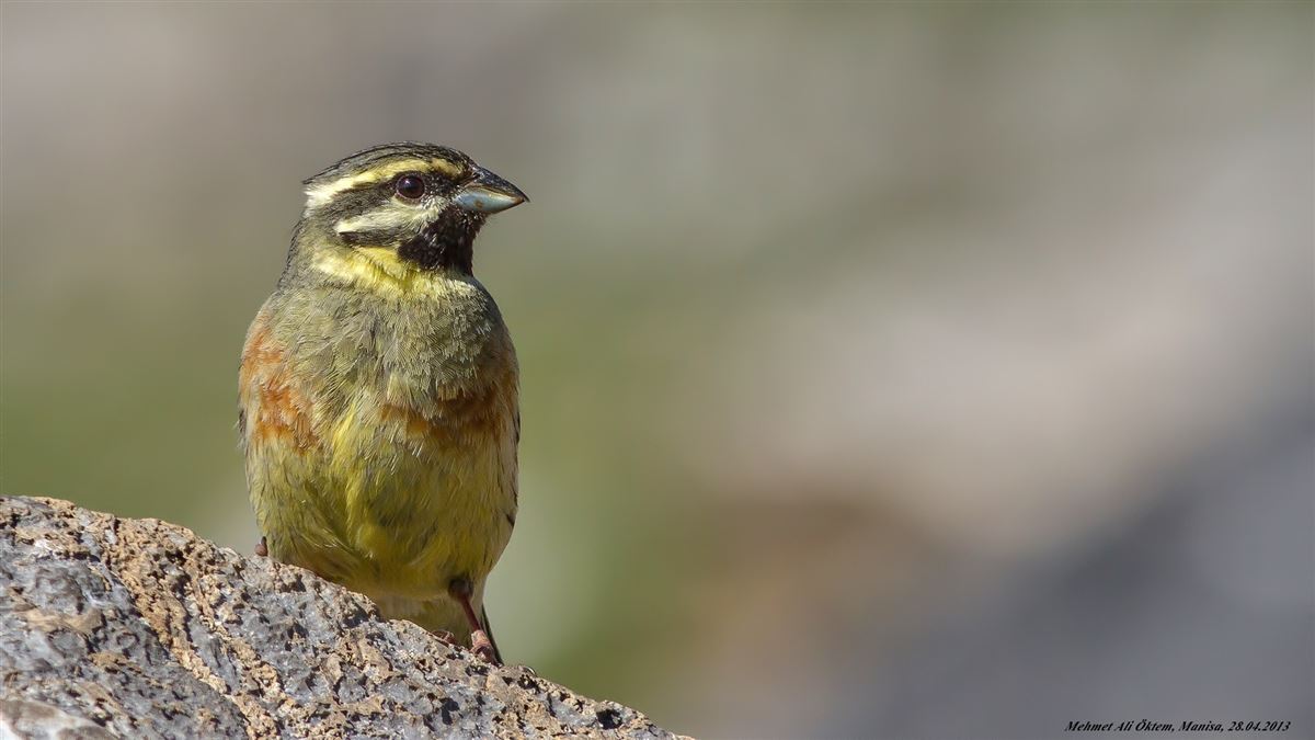 Cirl Bunting