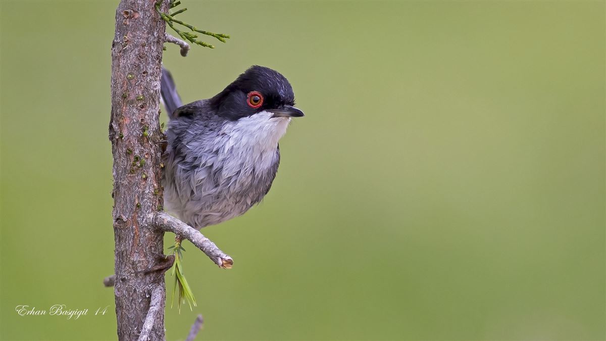 Sardinian Warbler
