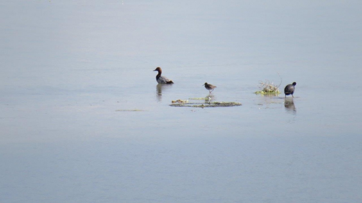 Eurasian Coot