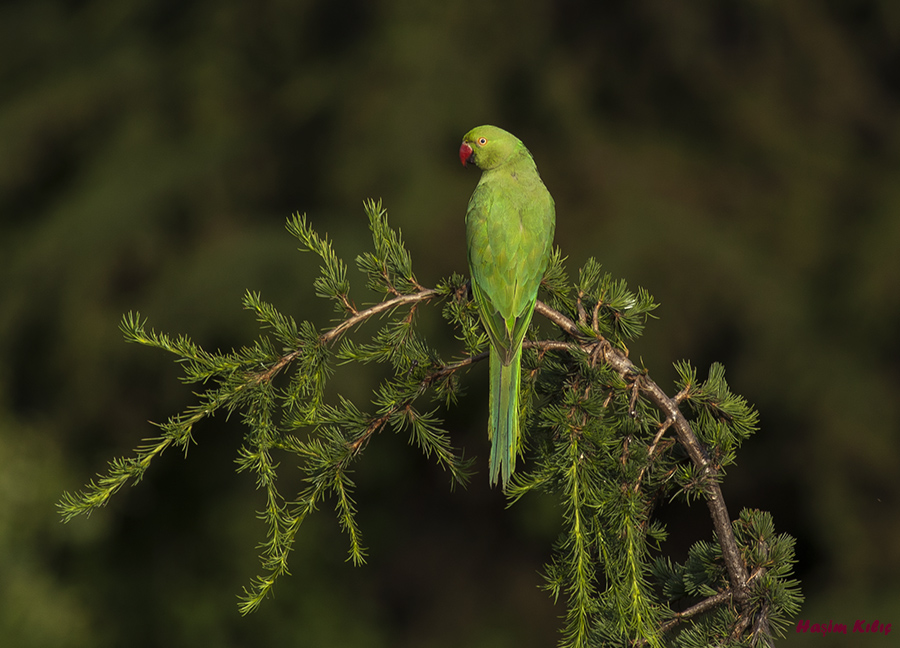 Rose-ringed Parakeet