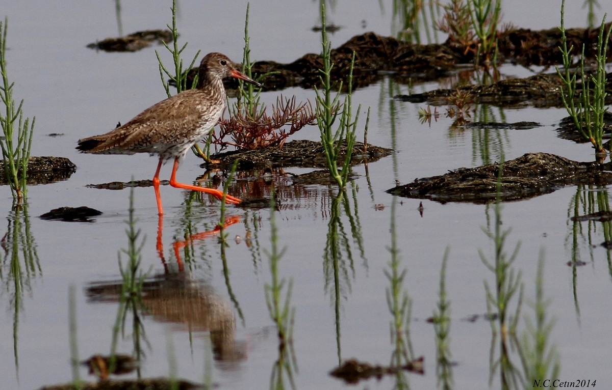 Common Redshank