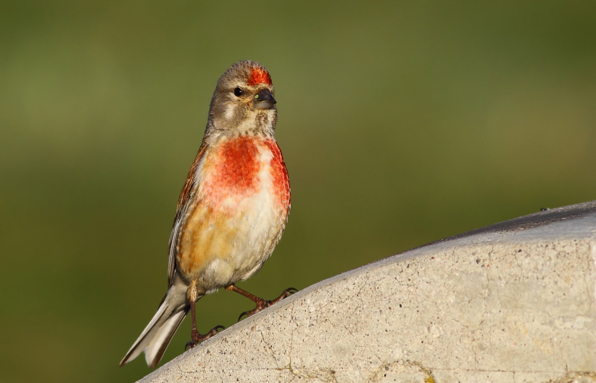 Common Linnet