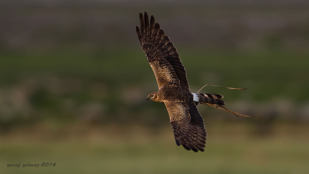 Montagu`s Harrier