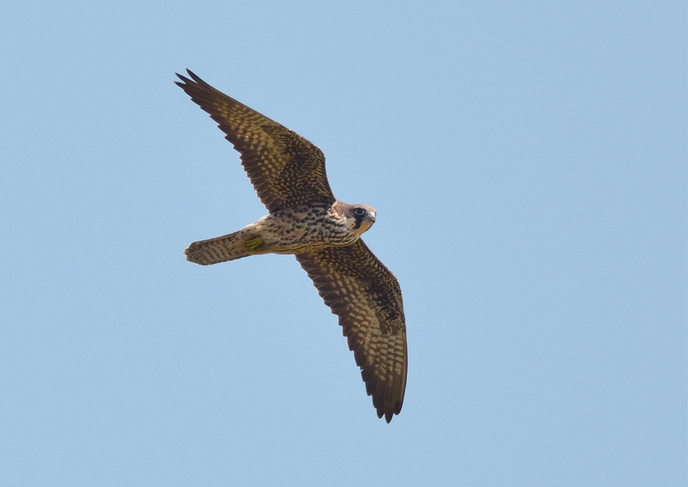Eleonora`s Falcon