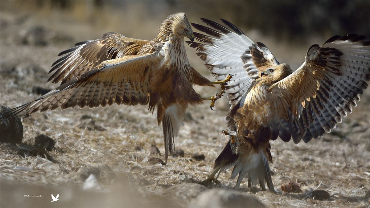 Long-legged Buzzard