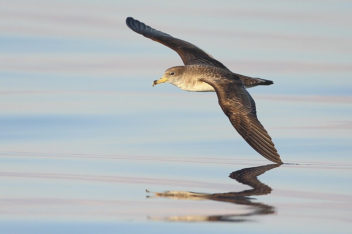 Scopoli`s Shearwater