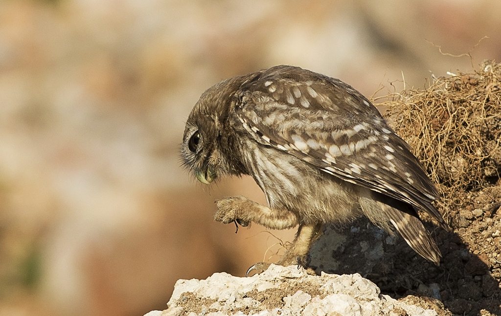 Little Owl
