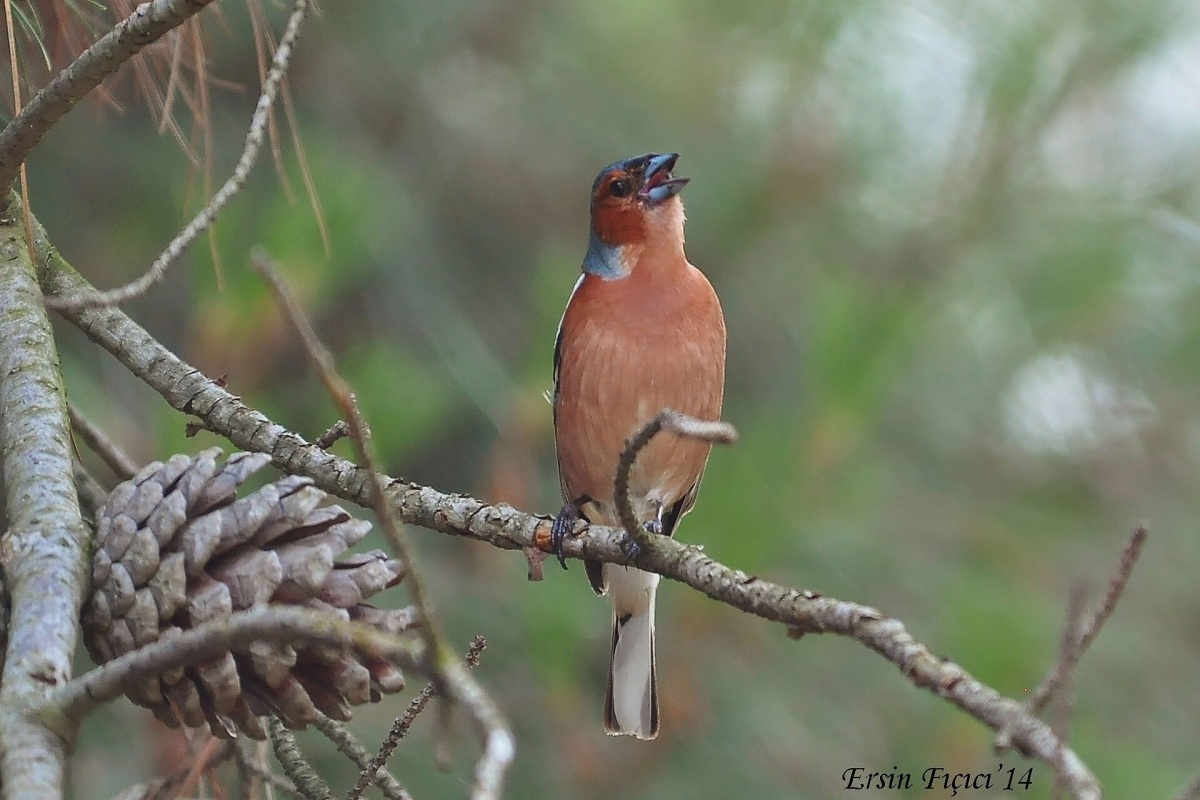 Eurasian Chaffinch