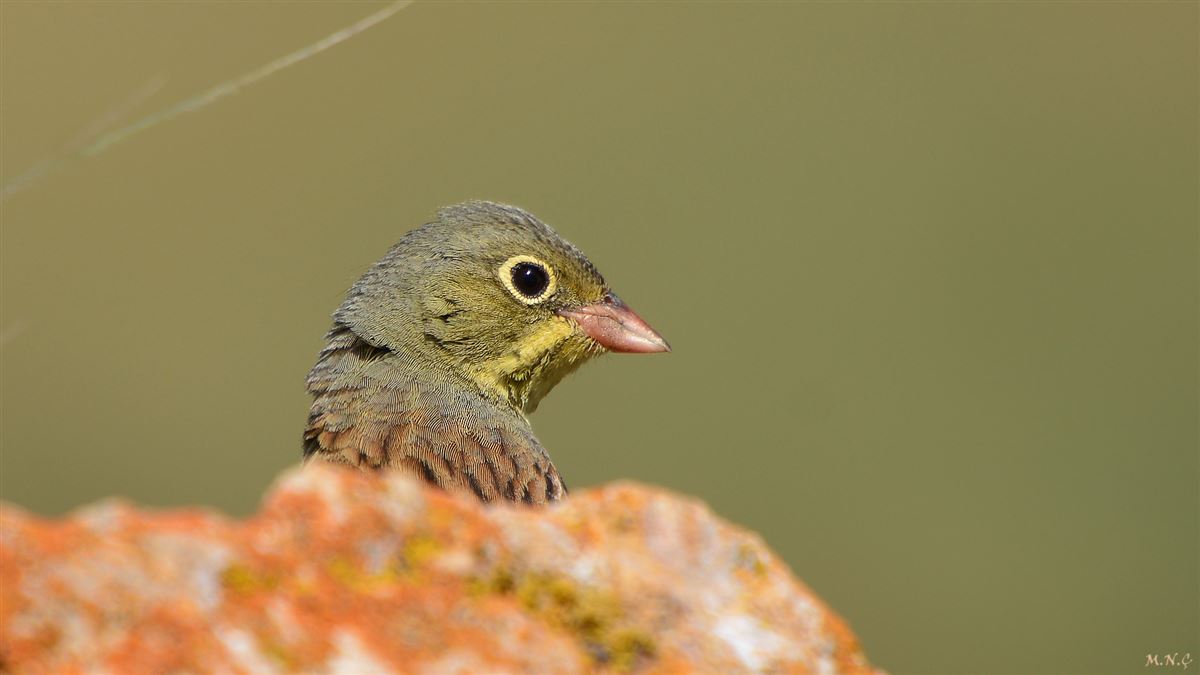 Ortolan Bunting