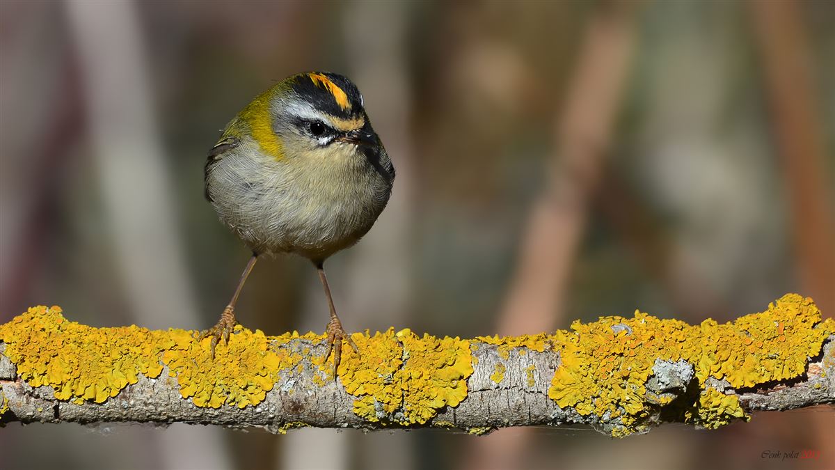 Common Firecrest