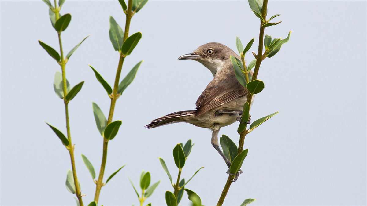 Eastern Orphean Warbler