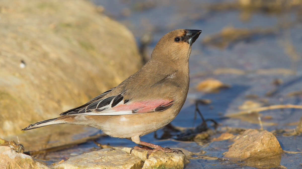 Desert Finch