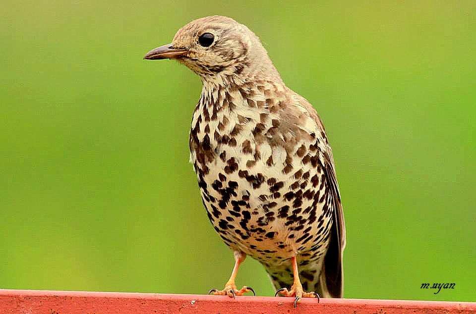 Mistle Thrush