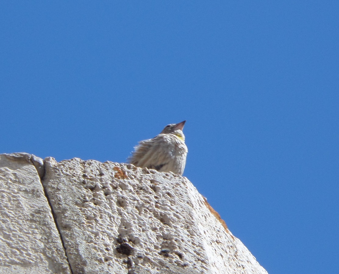 Rock Sparrow