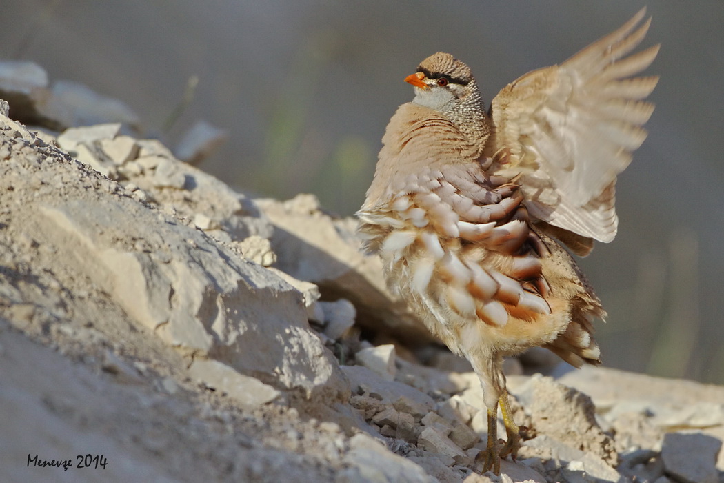 See-see Partridge
