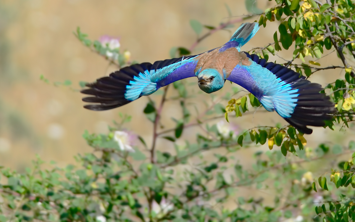 European Roller