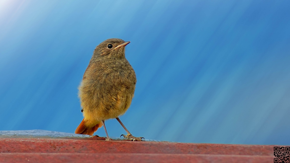 Black Redstart