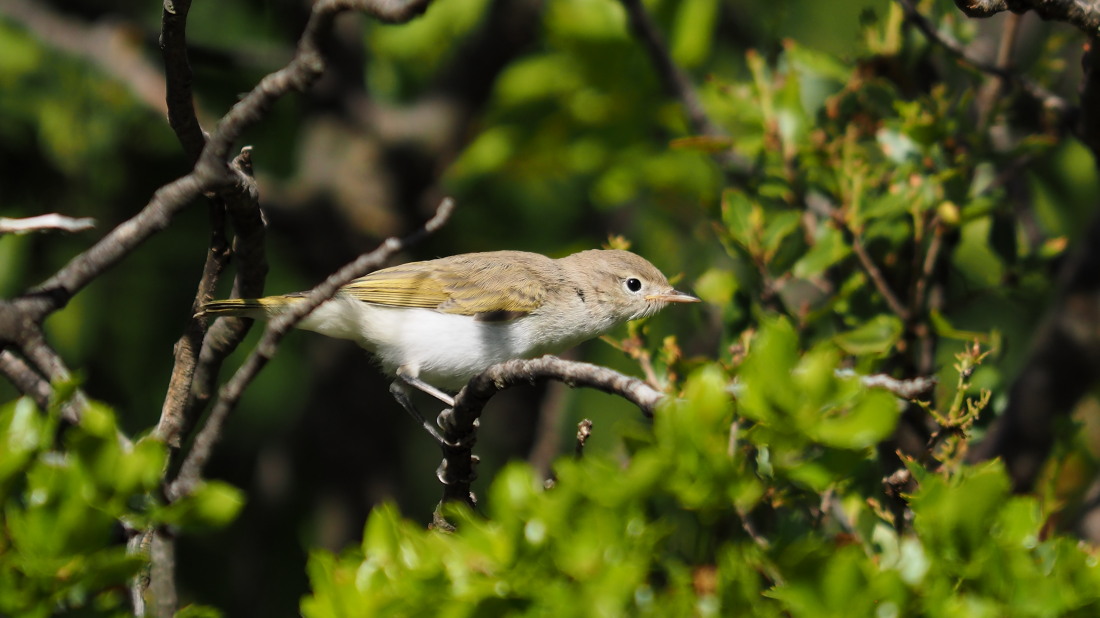Eastern Bonelli`s Warbler