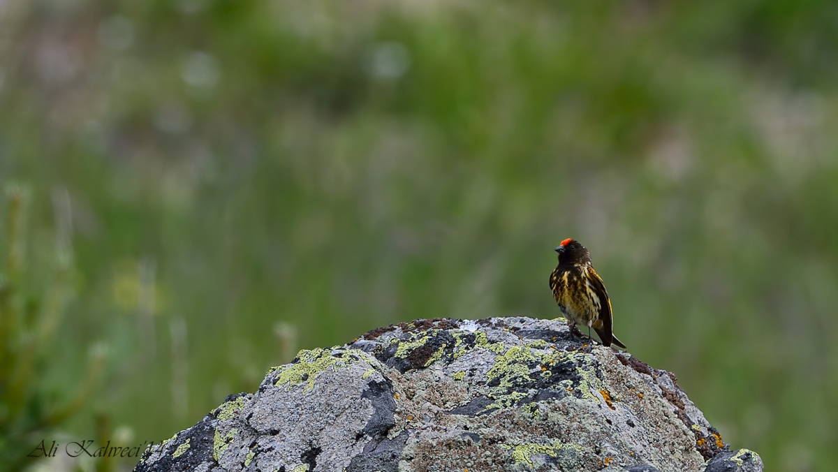 Red-fronted Serin