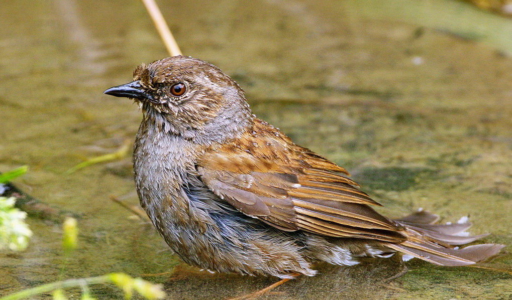 Dunnock