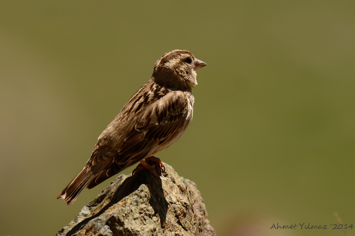 Rock Sparrow