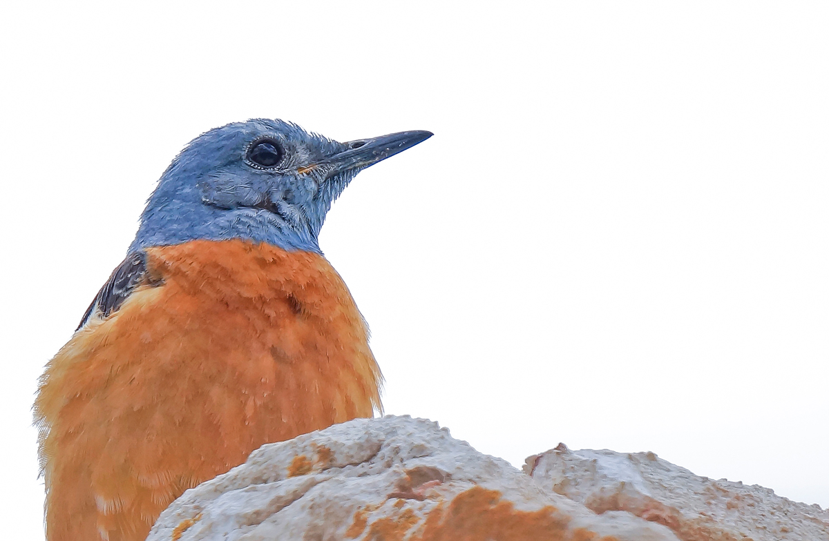 Common Rock Thrush