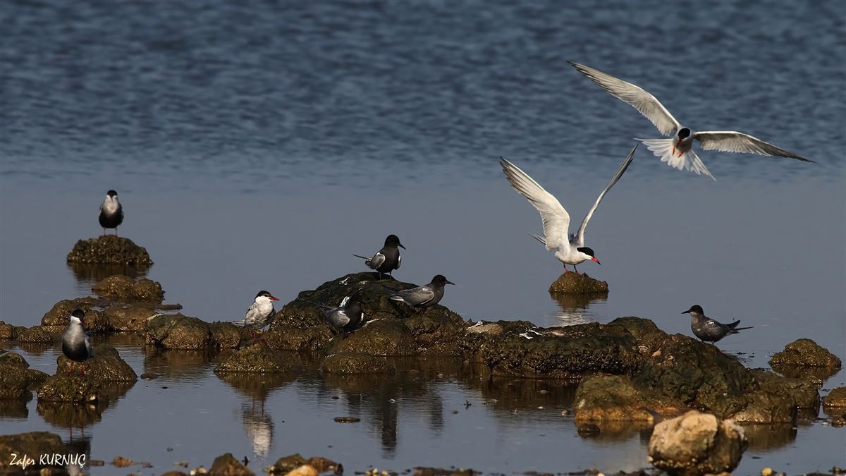 Black Tern