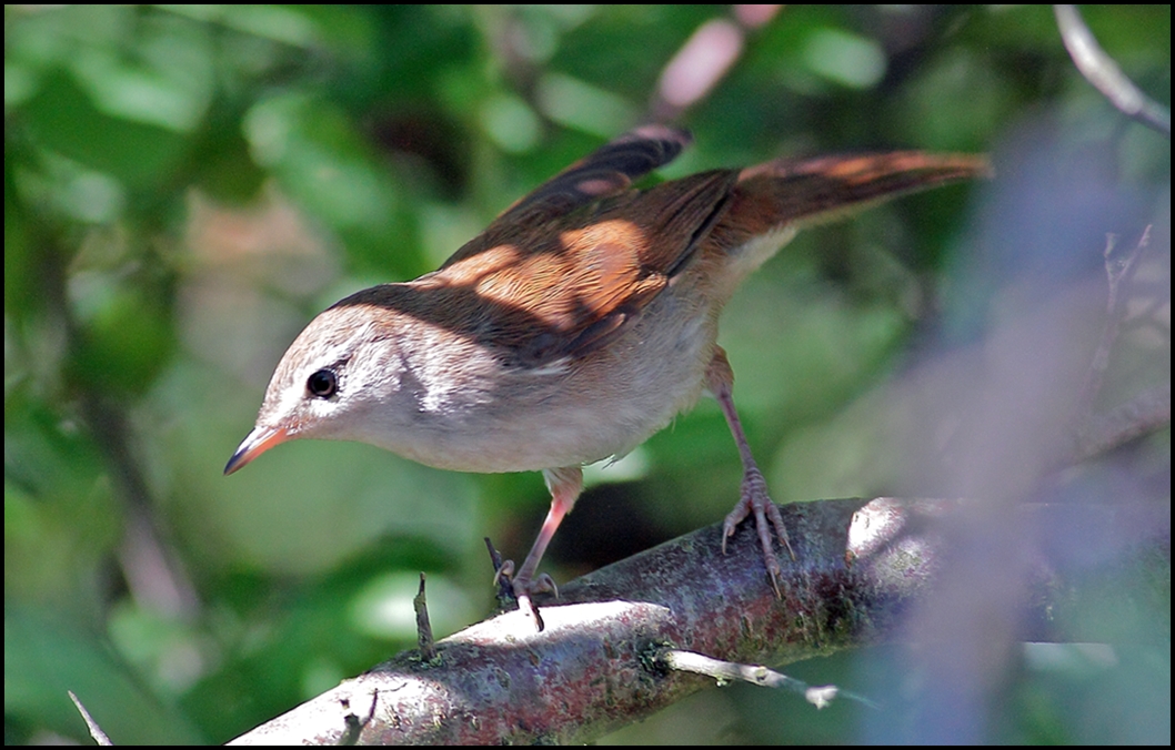 Cetti`s Warbler