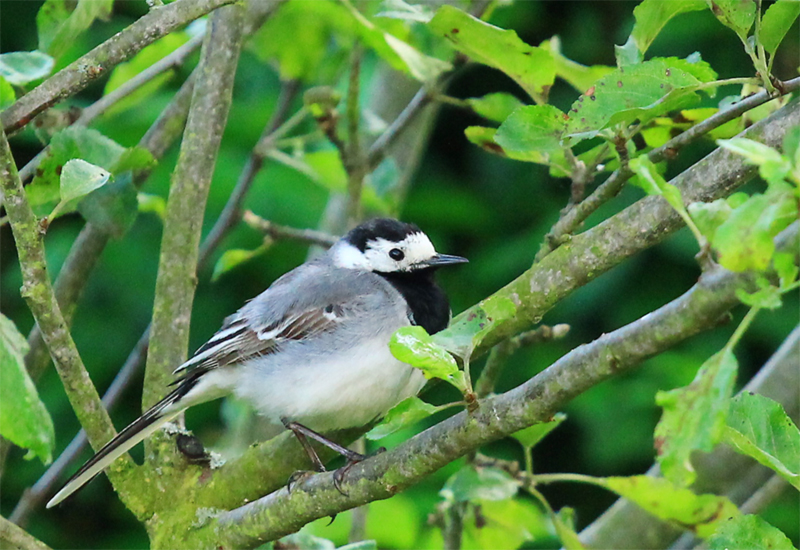 White Wagtail