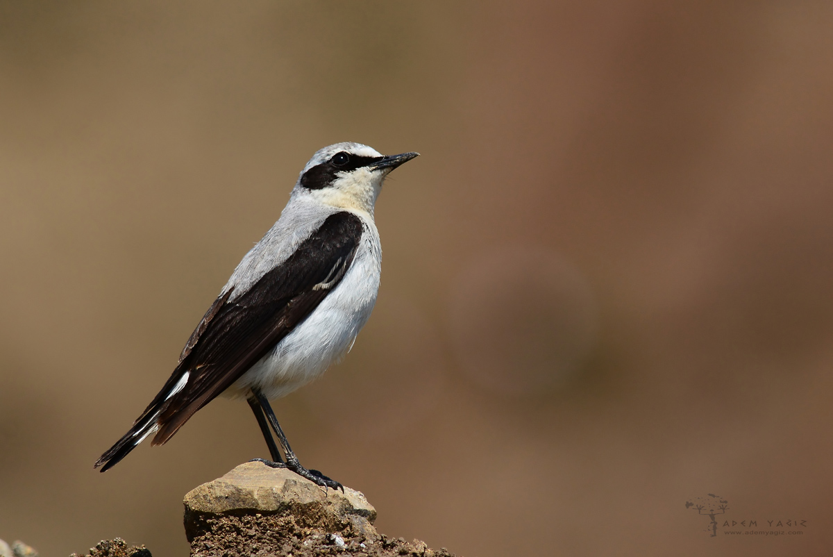 Northern Wheatear