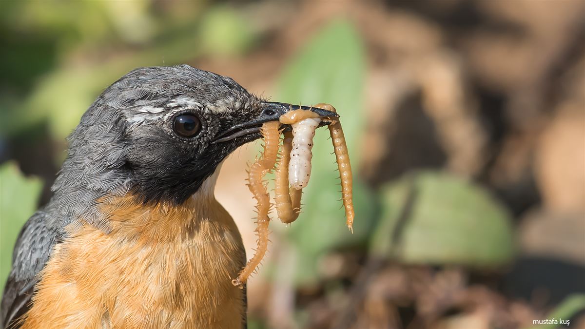 White-throated Robin
