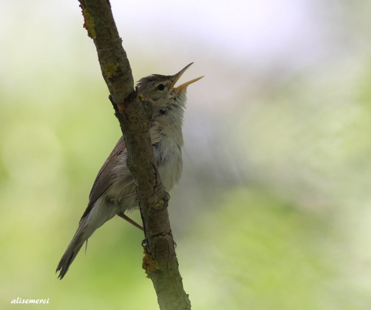 Eastern Olivaceous Warbler