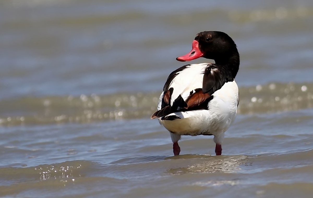 Common Shelduck