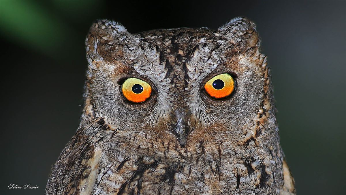 Eurasian Scops Owl