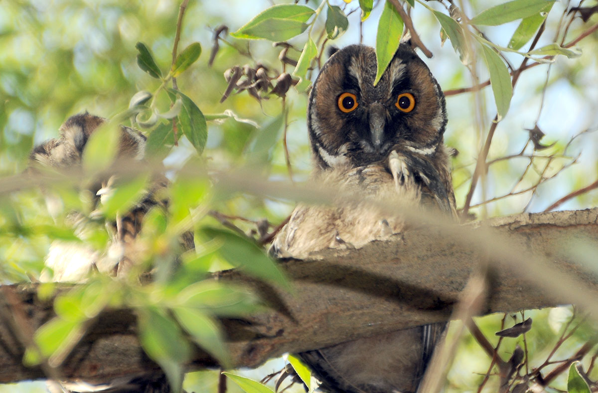 Long-eared Owl