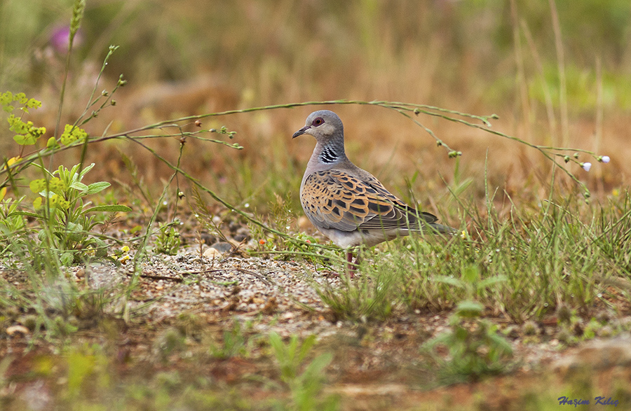 European Turtle Dove